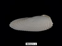 藏品(天使之翼海筍)的圖片